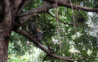 Monkey in the garden at Ten Degrees South
