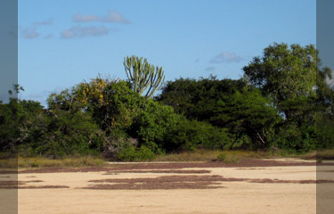 Tidal flood plains in the Mnazi Bay Marine Park